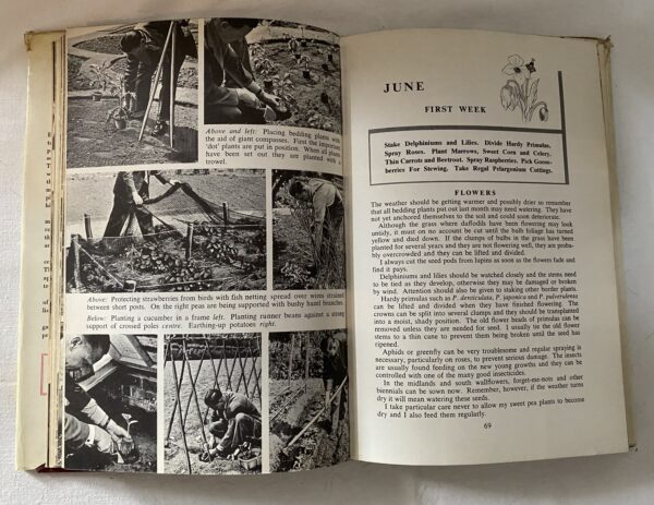 In your GARDEN with PERCY THROWER - Image 5